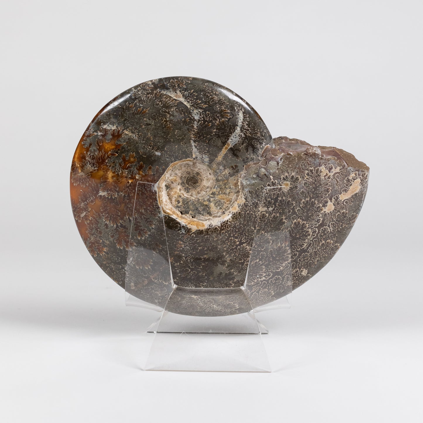 Ammonite Whole | 1278