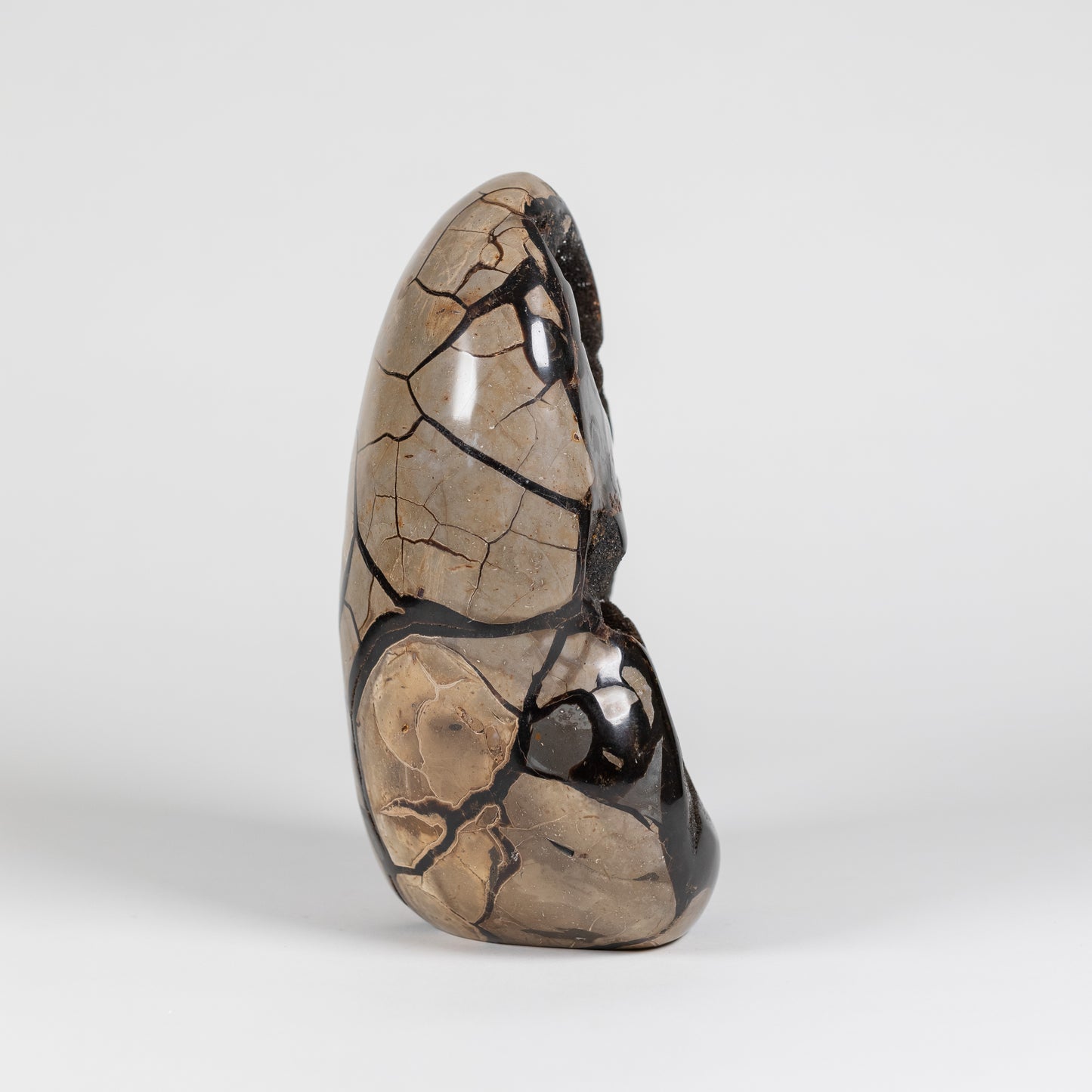 Septarian Freeform | 4275