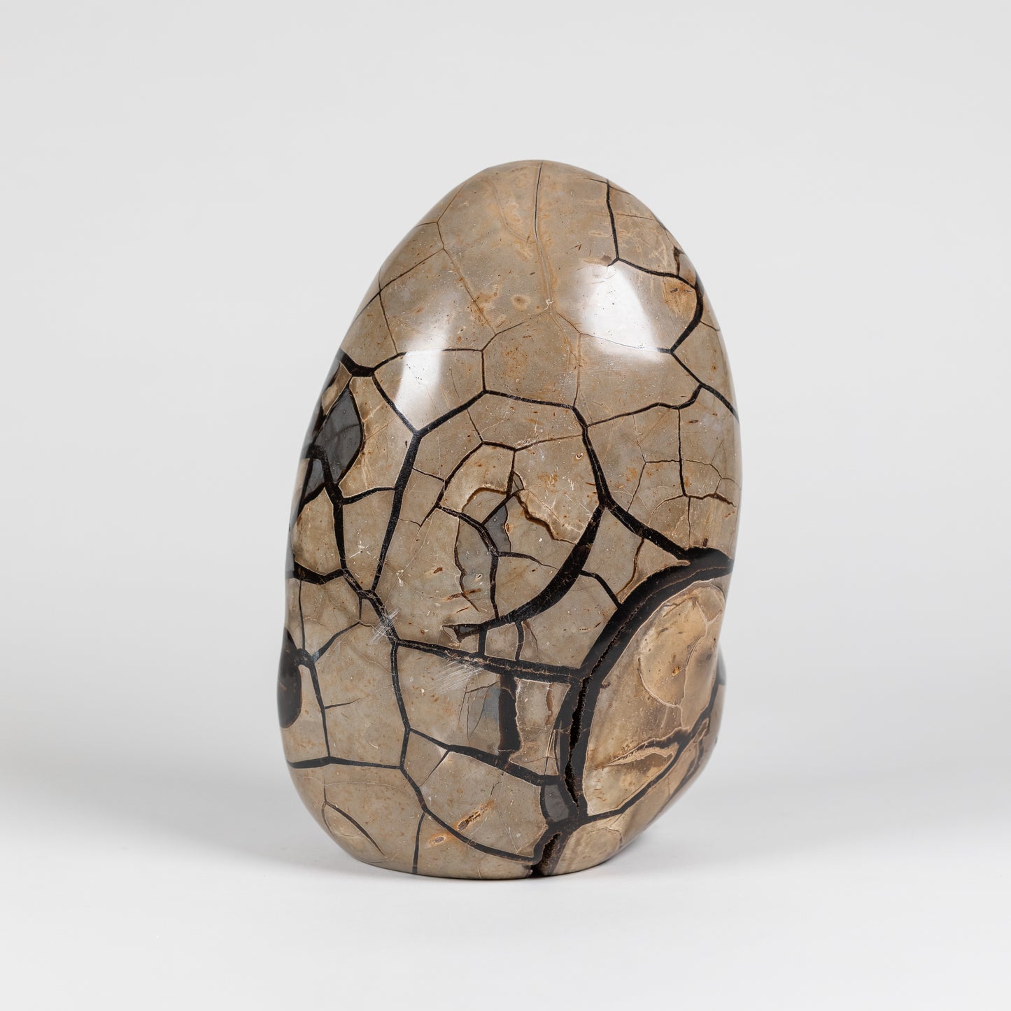 Septarian Freeform | 4275