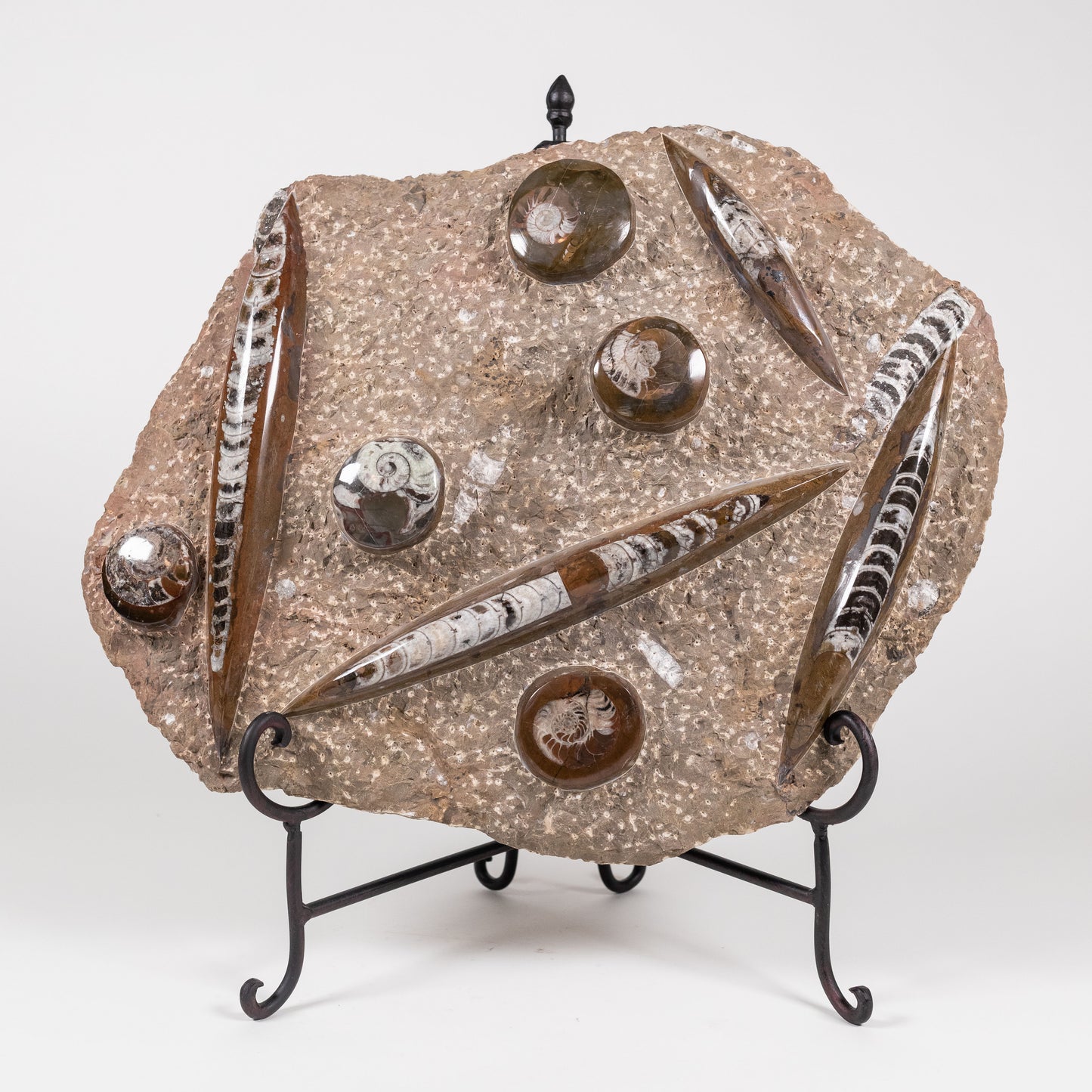 Fossil Slab | 4971
