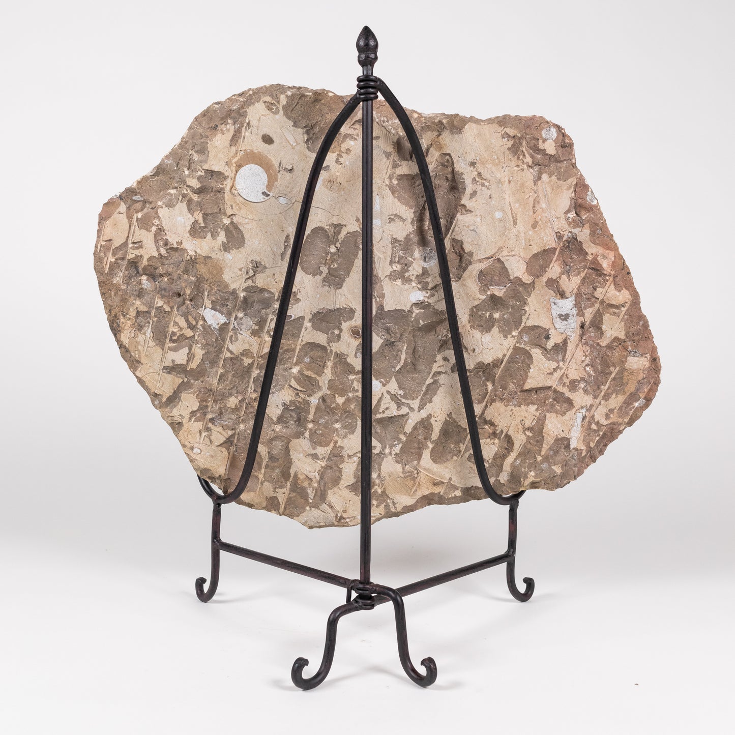 Fossil Slab | 4971
