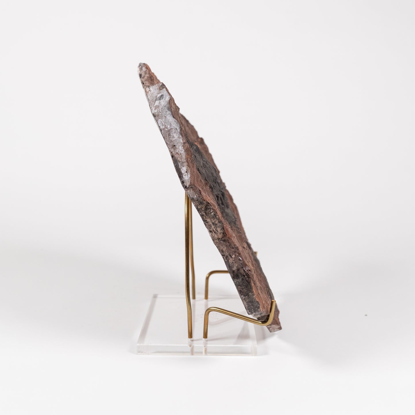 Crinoid | 5111