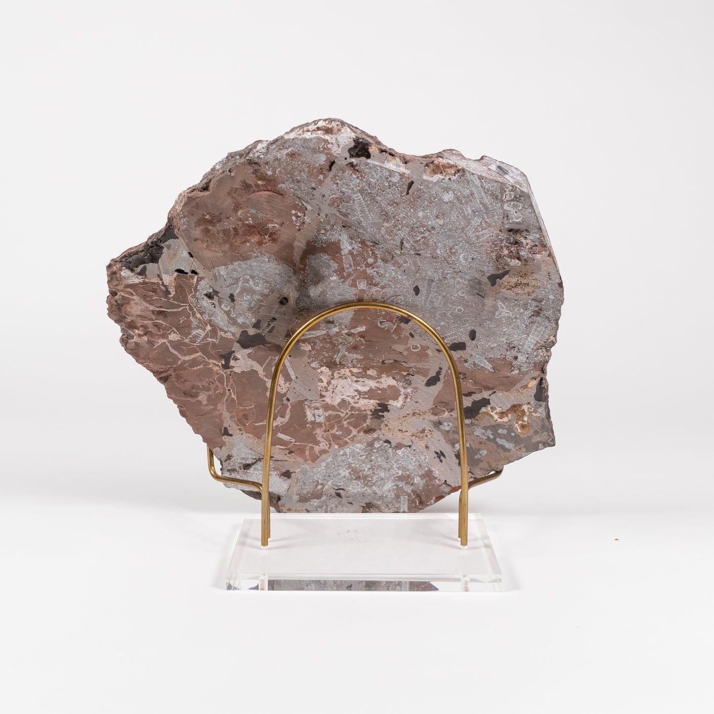 Crinoid | 5111