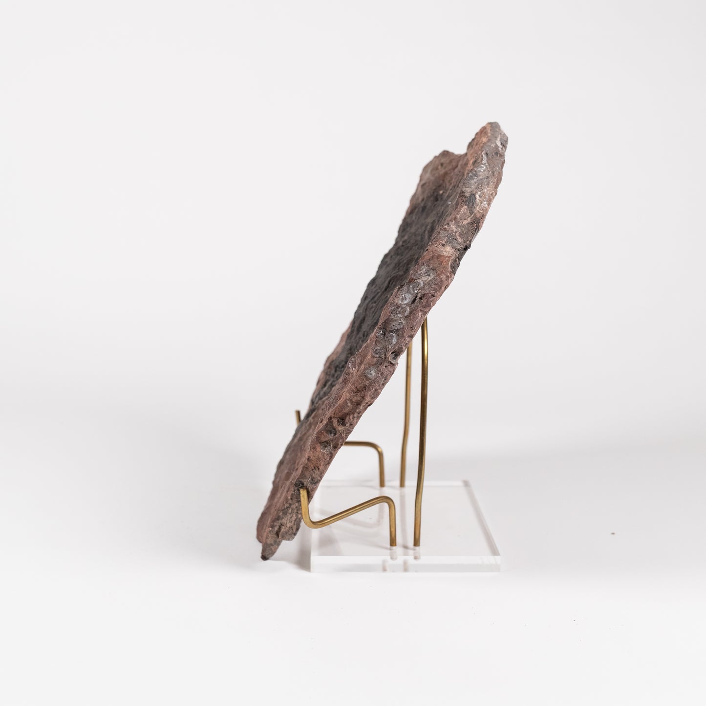 Crinoid | 5111