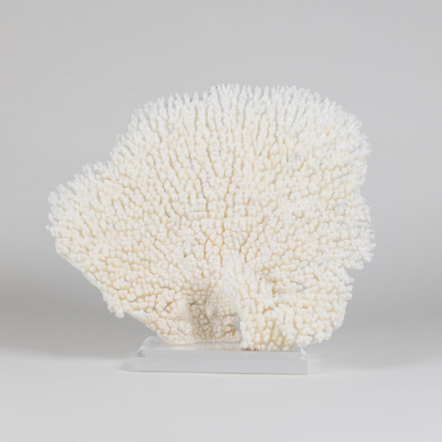 Coral - Pencil | 6966