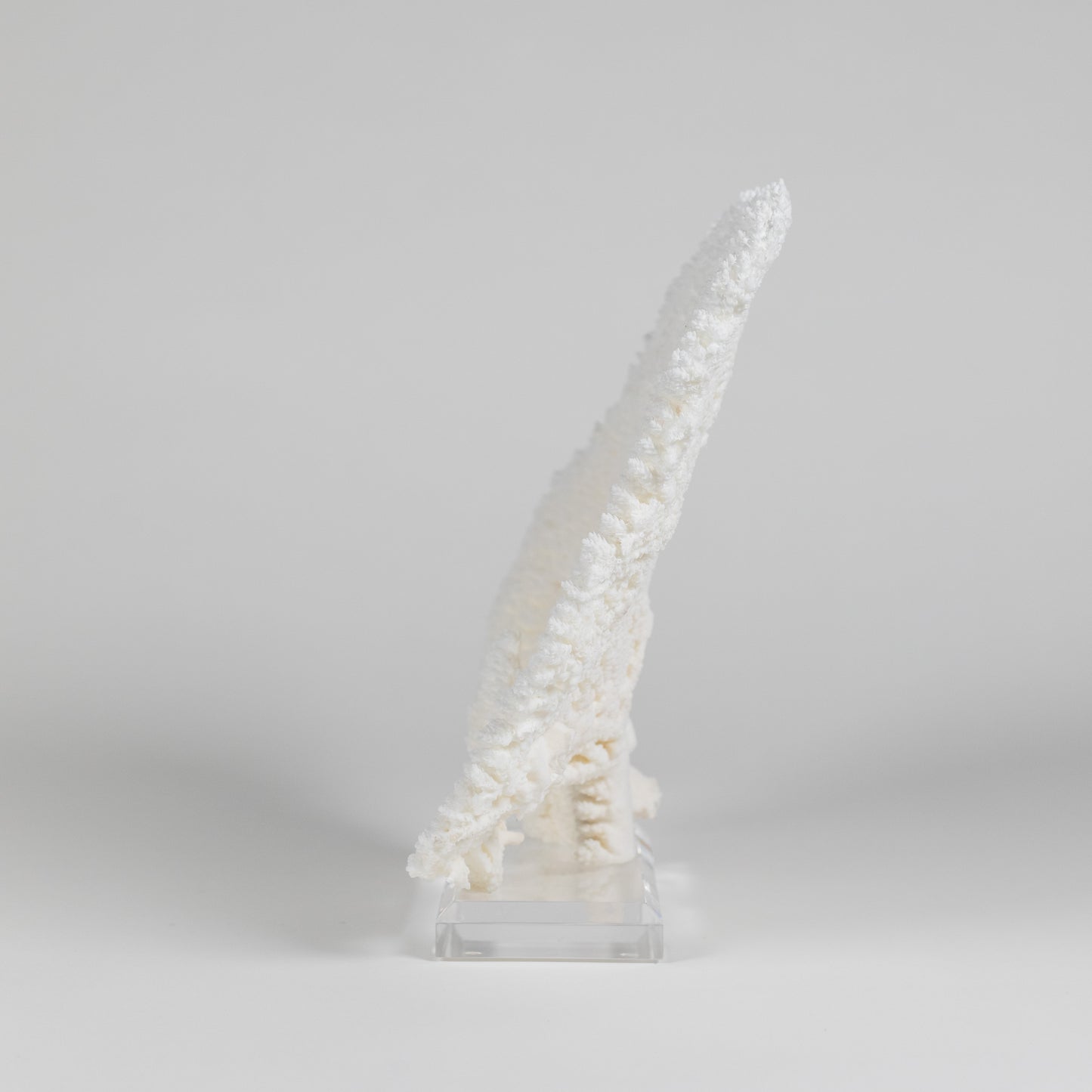 Coral - Pencil | 6966