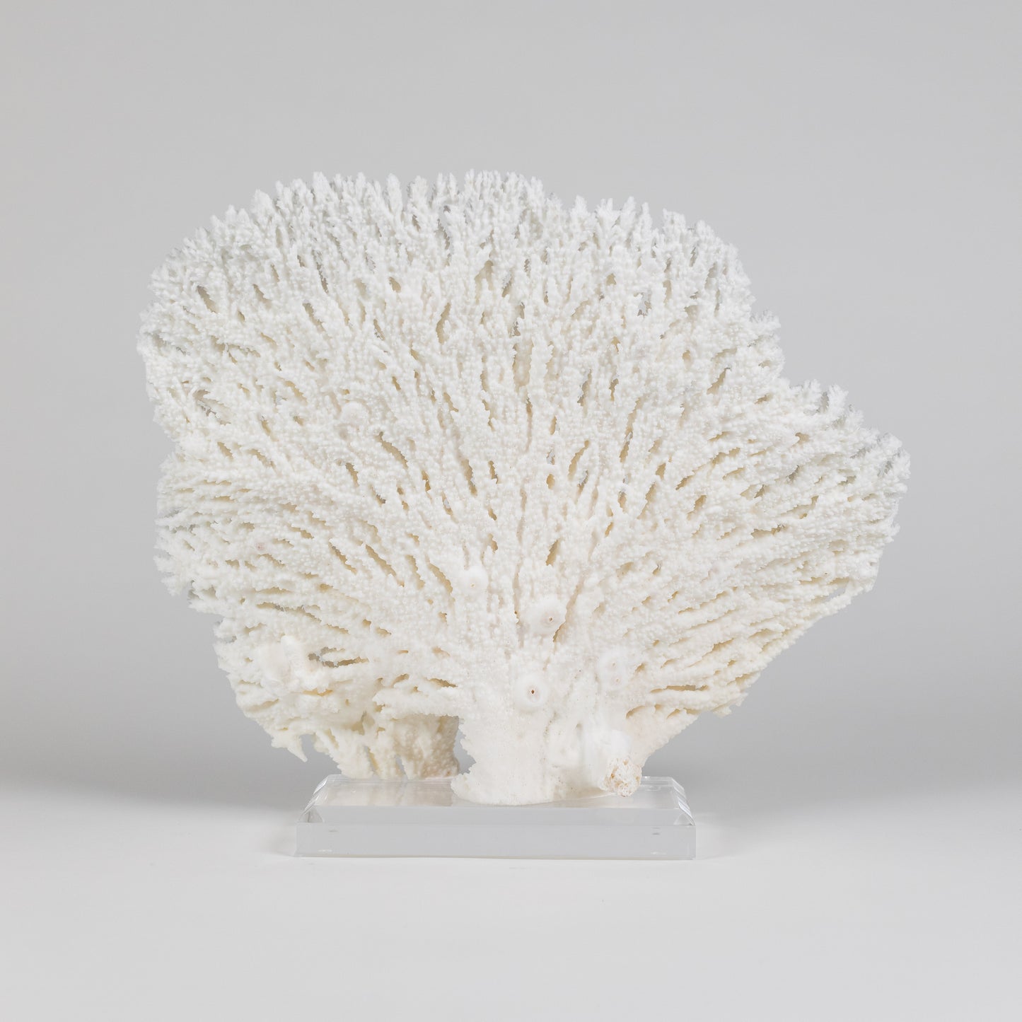 Coral - Pencil | 6966