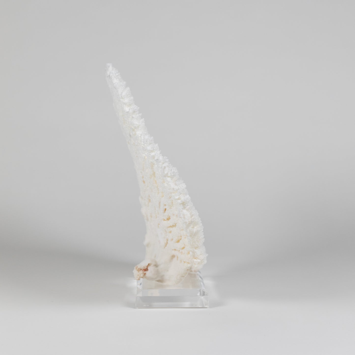 Coral - Pencil | 6966