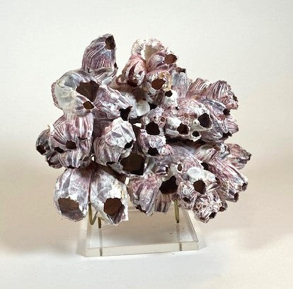 Coral - Barnacle | 6990