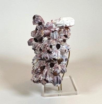 Coral - Barnacle | 6990