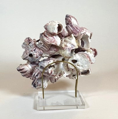 Coral - Barnacle | 6990