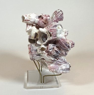 Coral - Barnacle | 6990