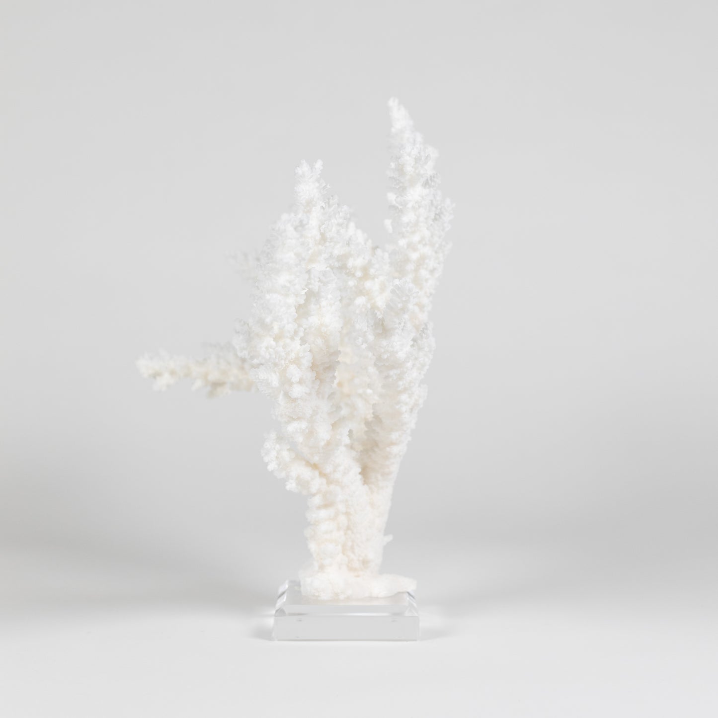 Coral - Branch | 6994