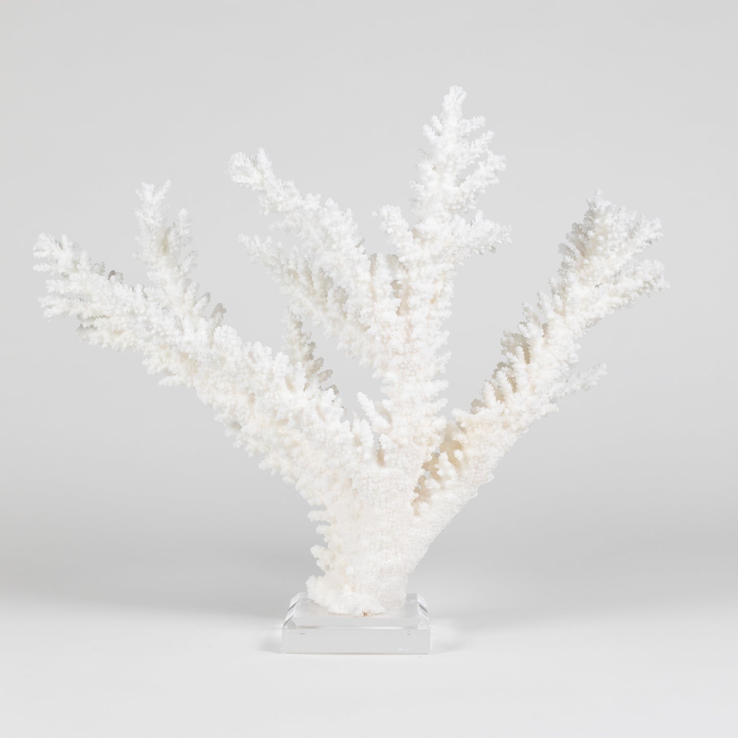 Coral - Branch | 6994