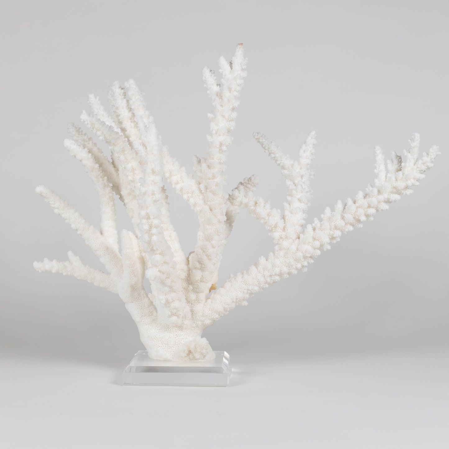 Coral - Branch | 6999