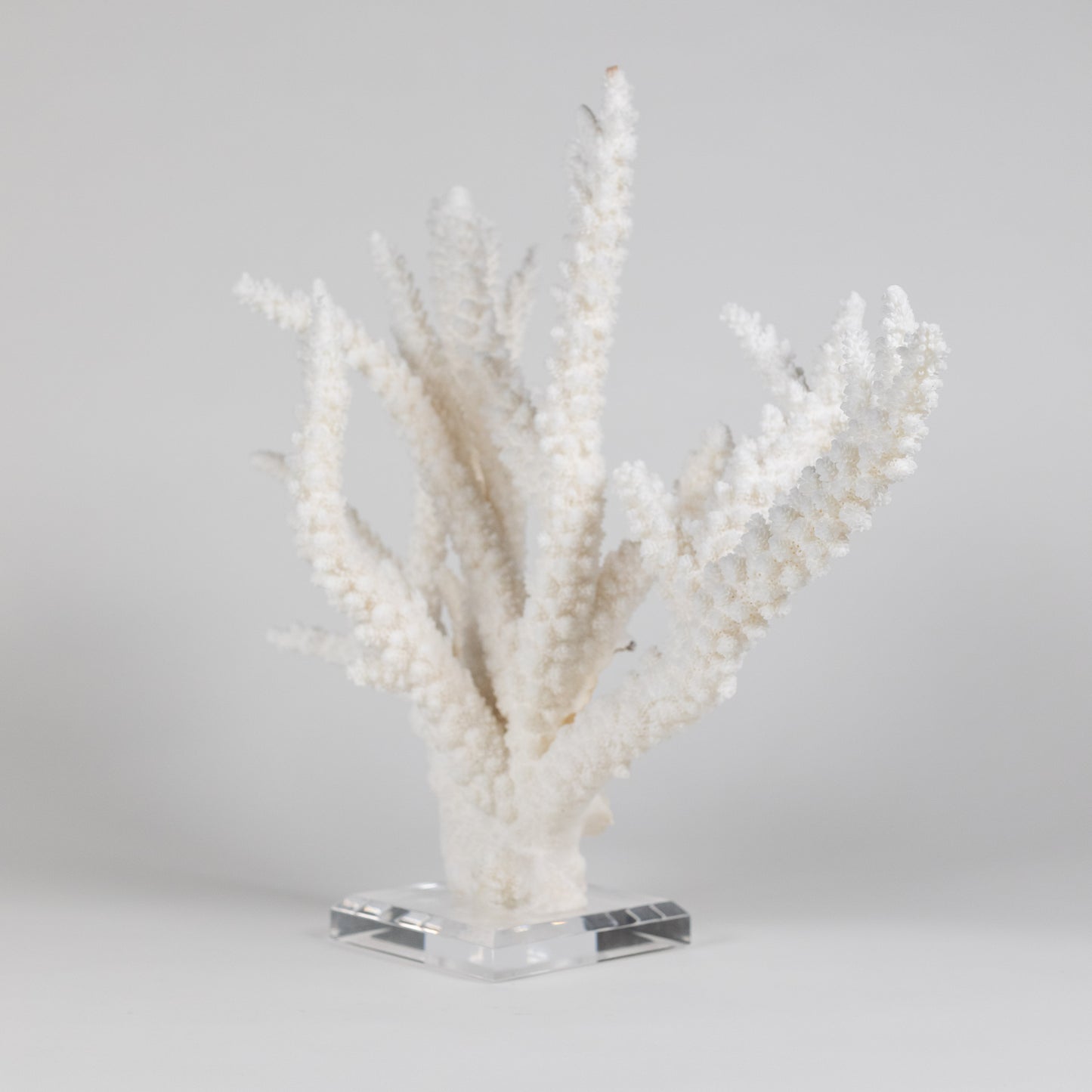 Coral - Branch | 6999