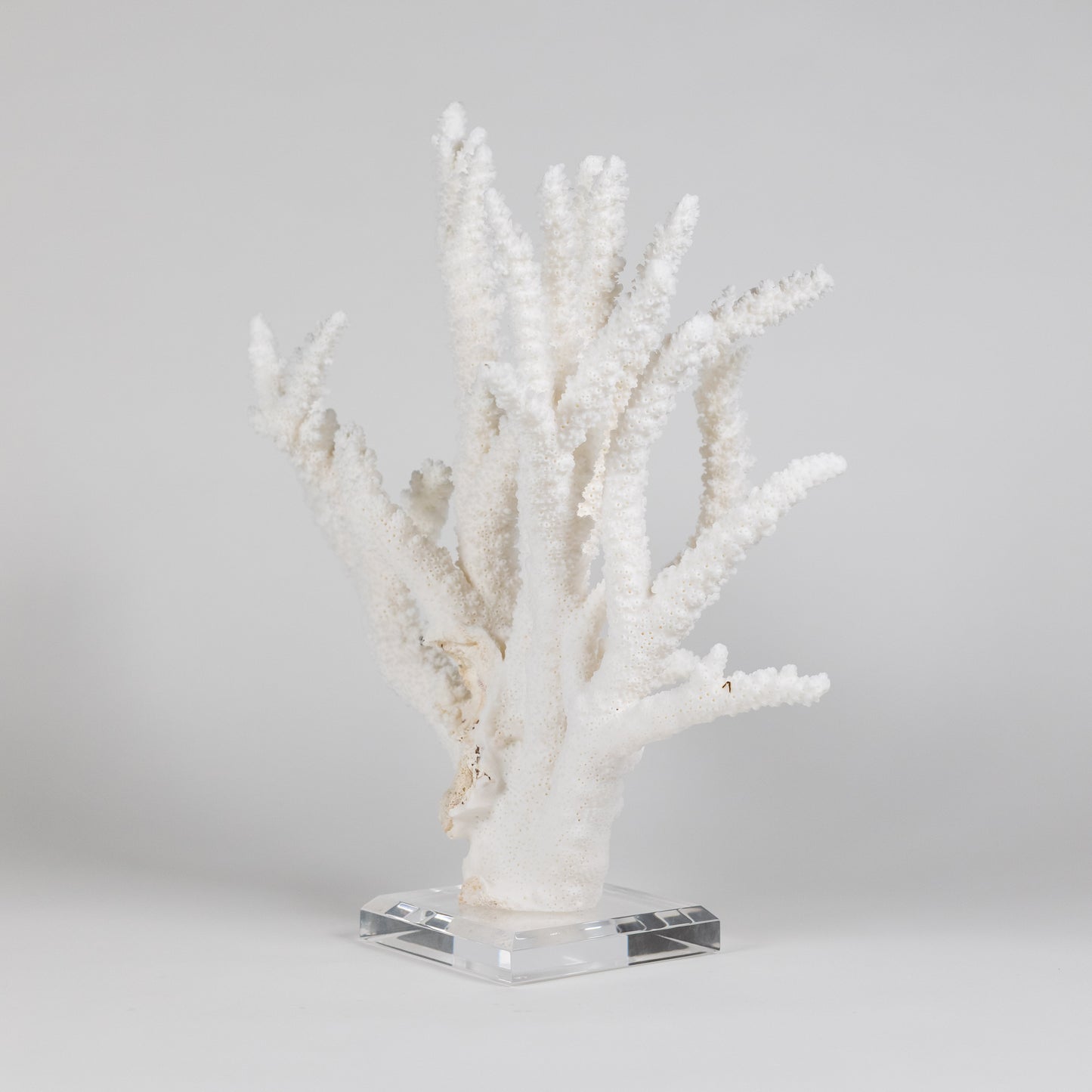 Coral - Branch | 6999