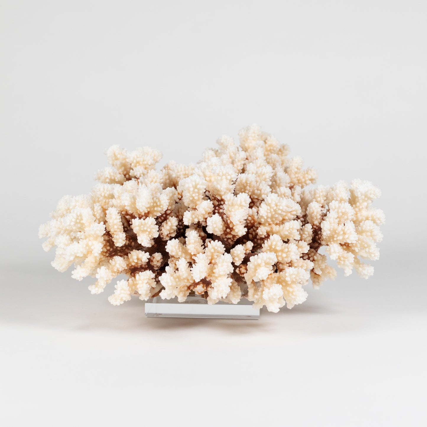 Coral - Brown Stem | 7001