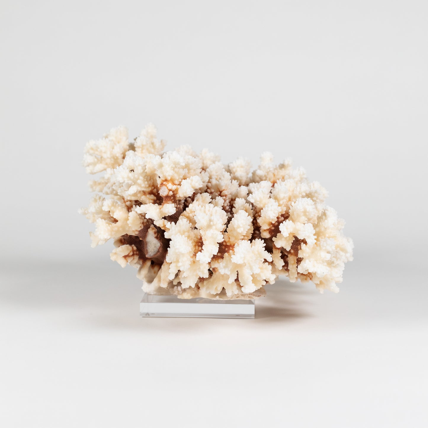 Coral - Brown Stem | 7001