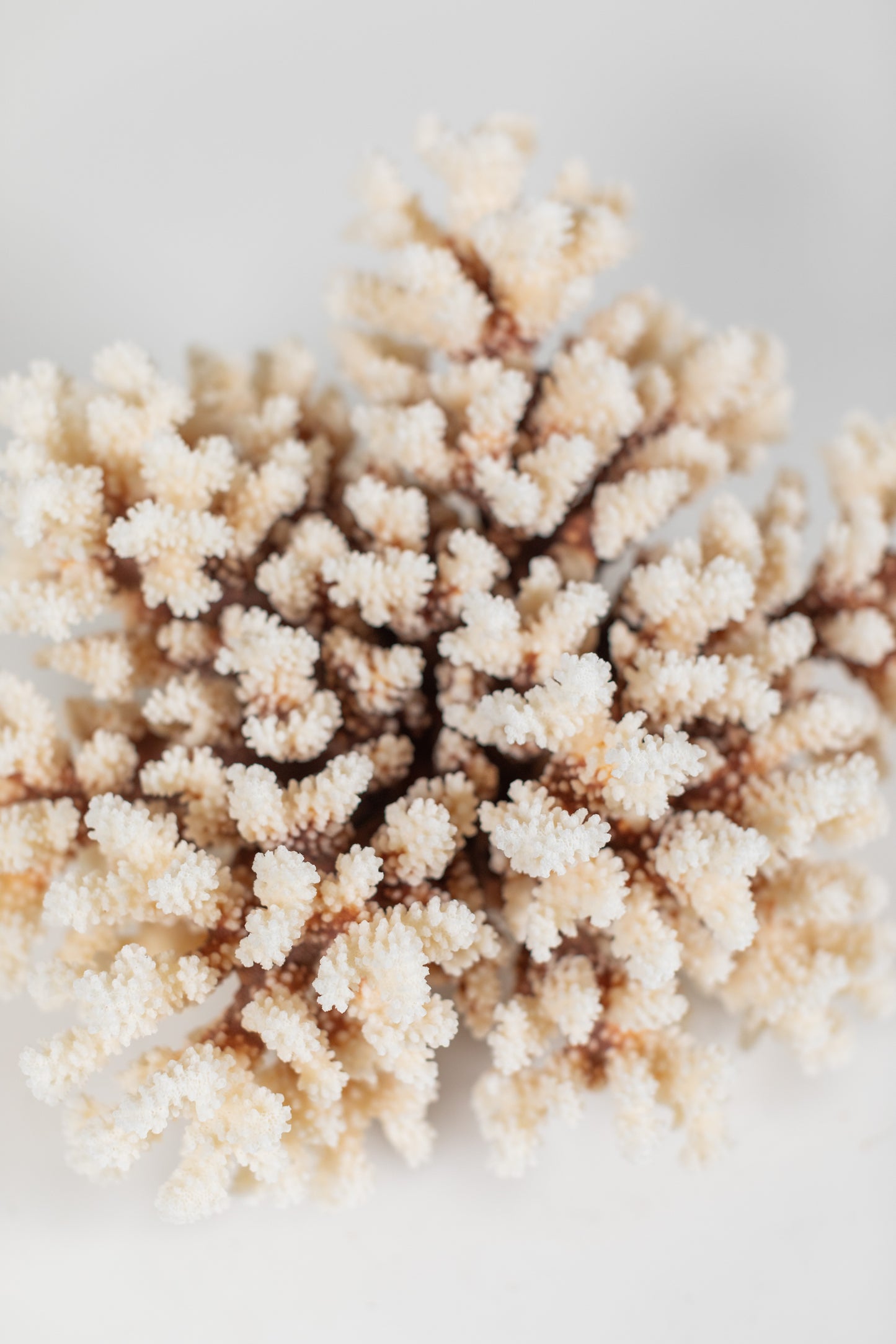 Coral - Brown Stem | 7001