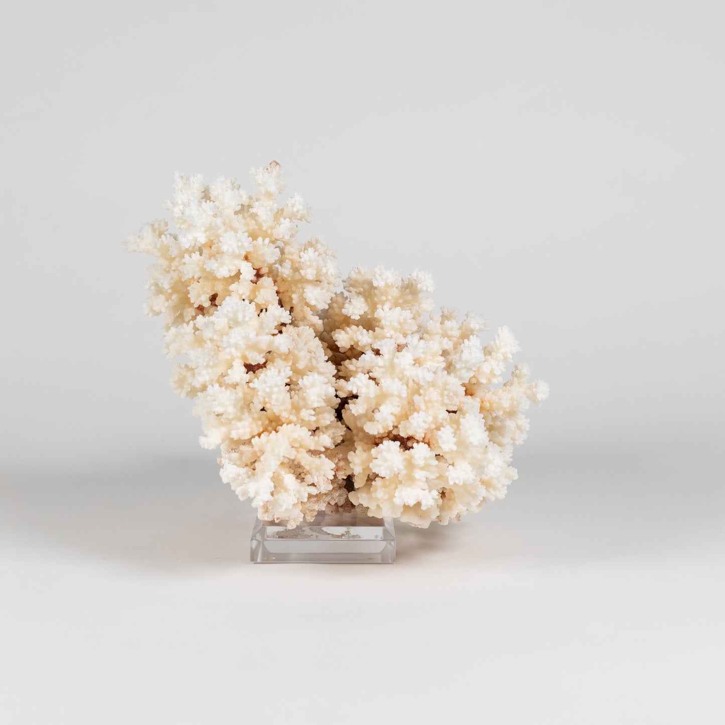 Coral - Brown Stem | 7002