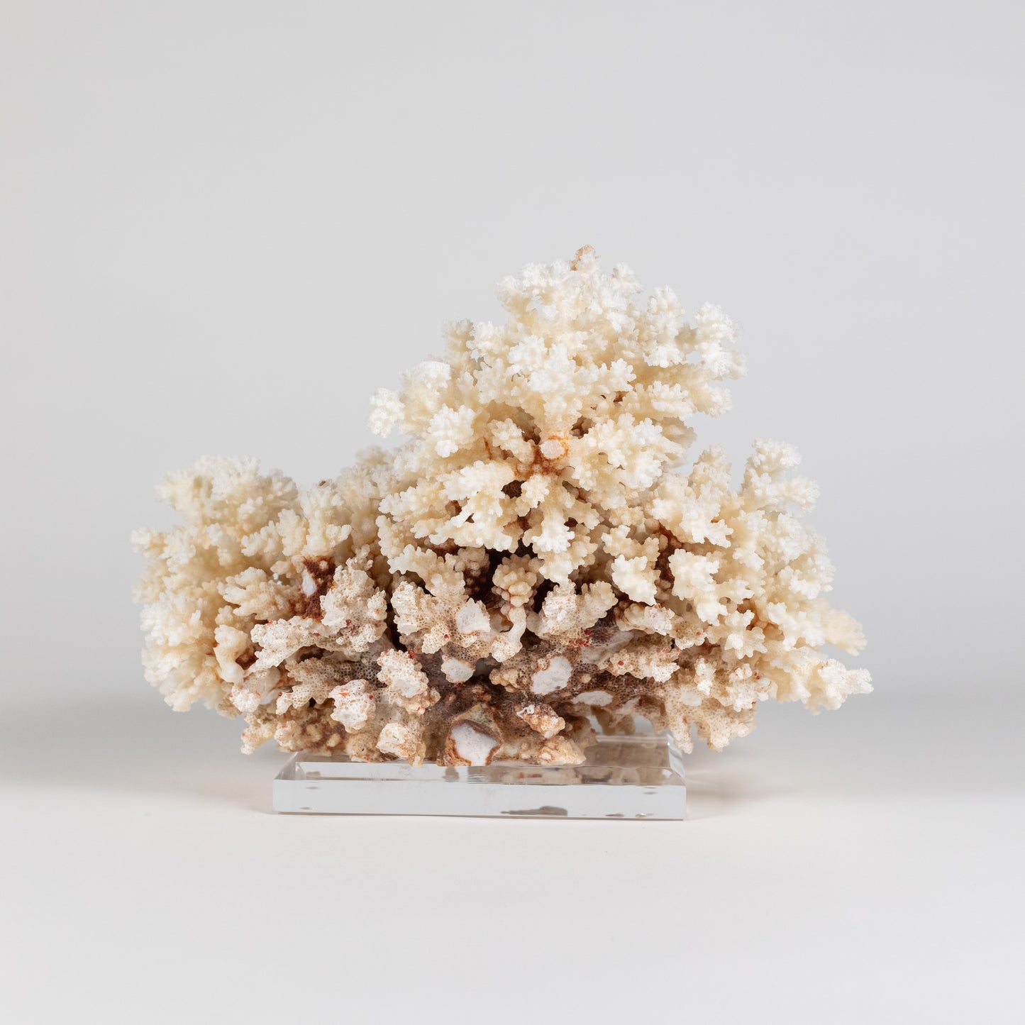 Coral - Brown Stem | 7002