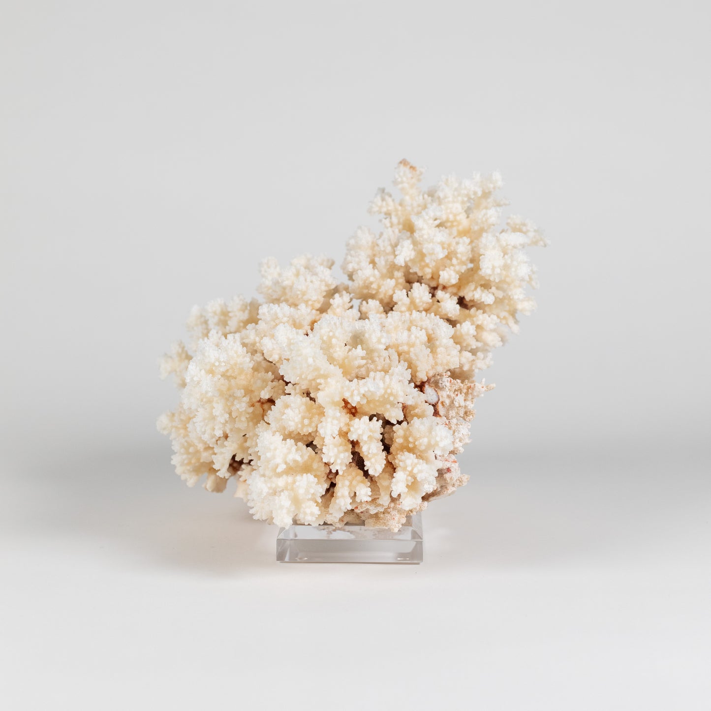 Coral - Brown Stem | 7002