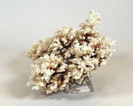 Coral - Brownstem | 7006