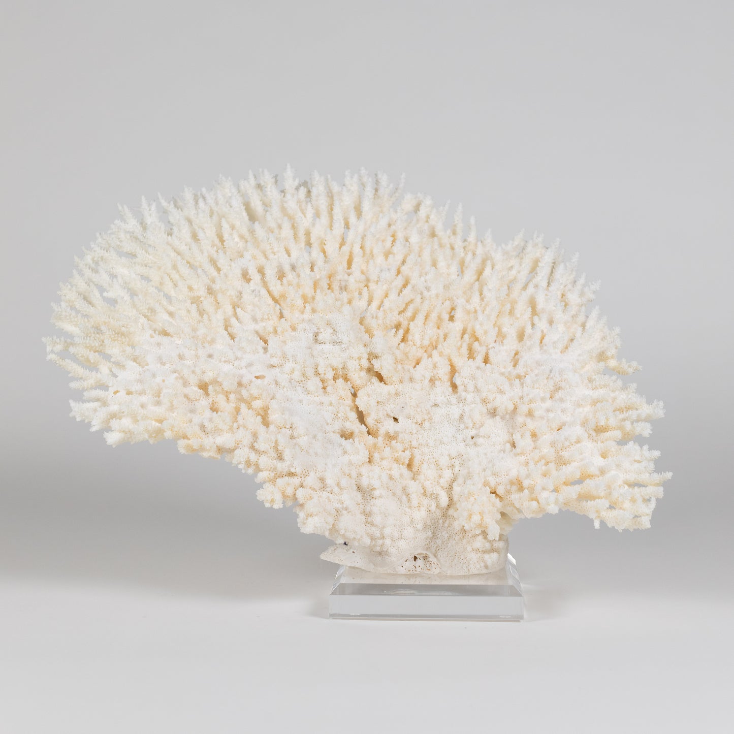 Coral - Pencil | 7009