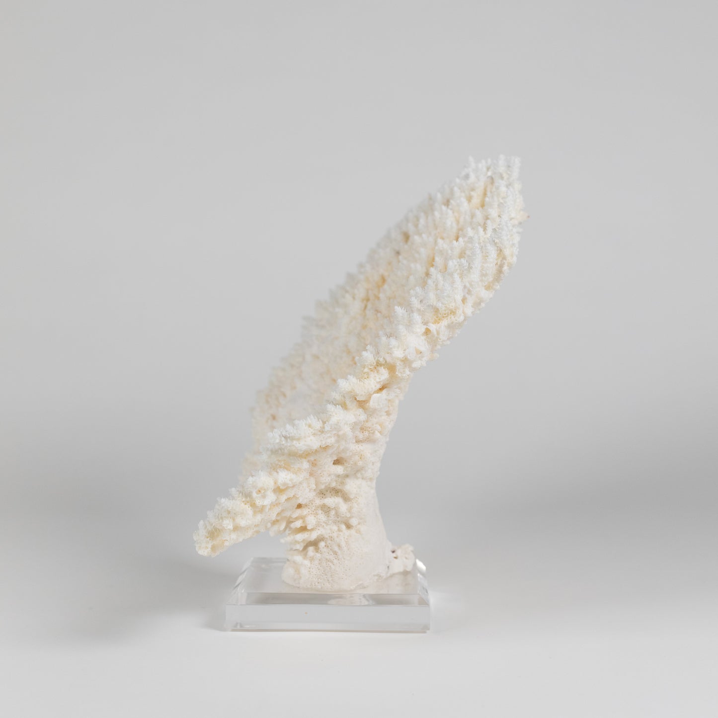 Coral - Pencil | 7009