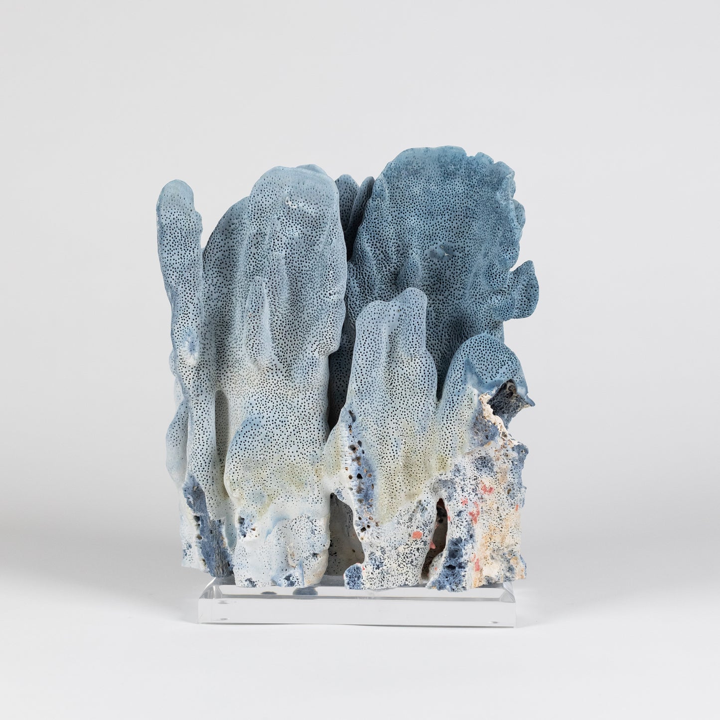 Coral - Blue | 7016