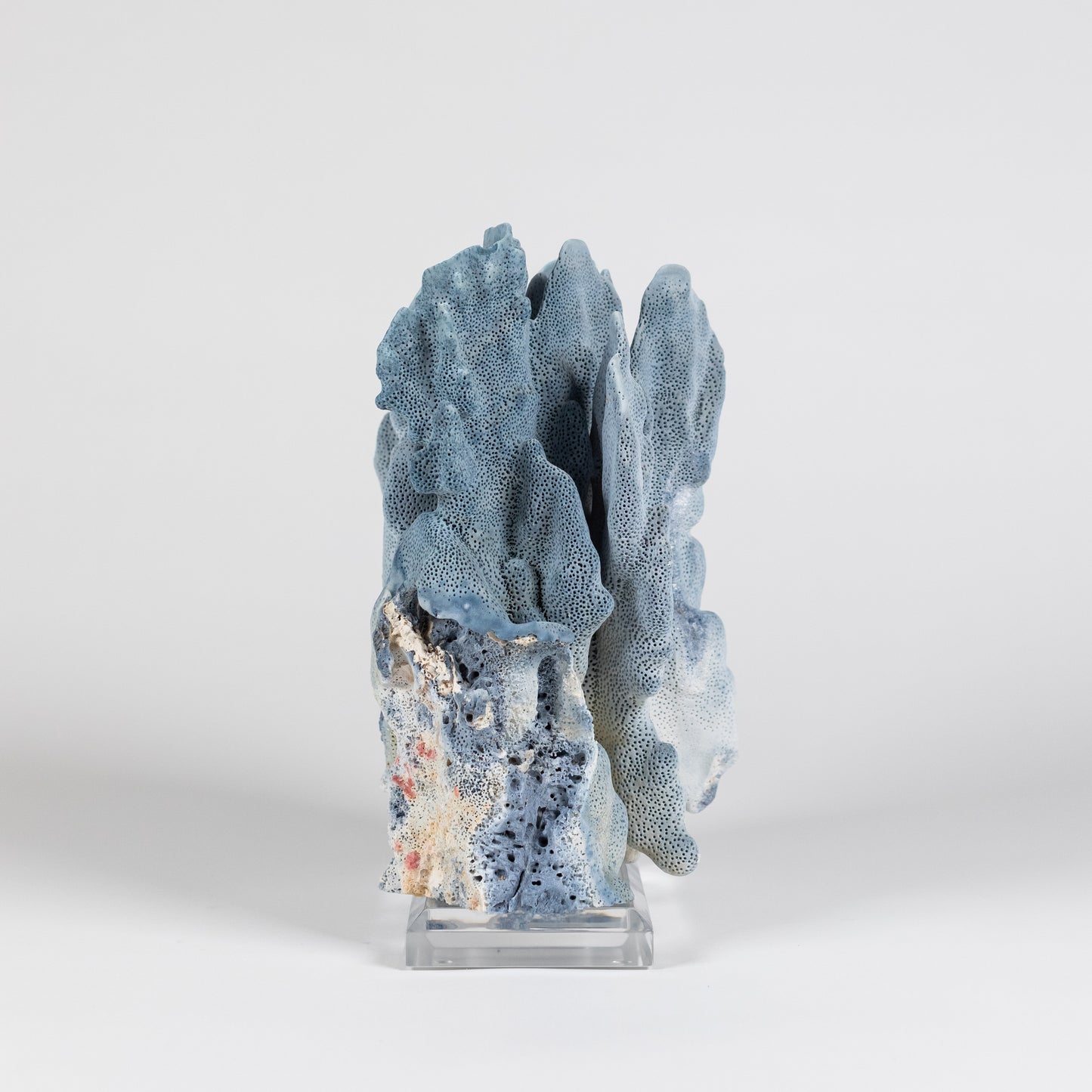 Coral - Blue | 7016