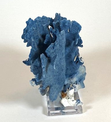 Coral - Blue | 7050