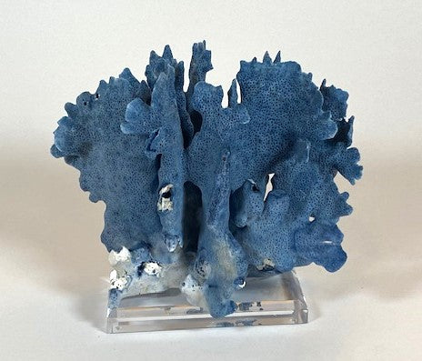 Coral - Blue | 7050