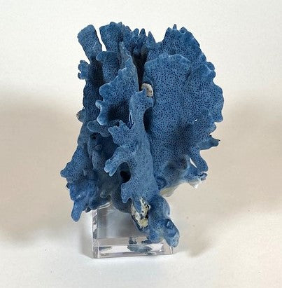 Coral - Blue | 7050
