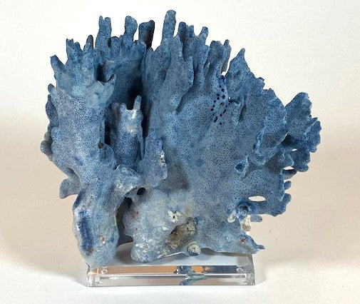 Coral - Blue | 7055