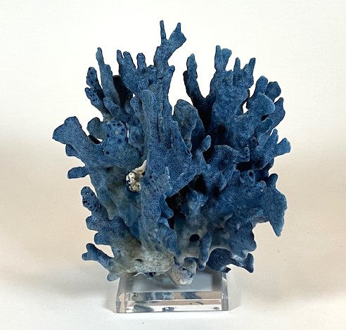 Coral - Blue | 7061