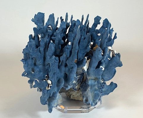 Coral - Blue | 7068