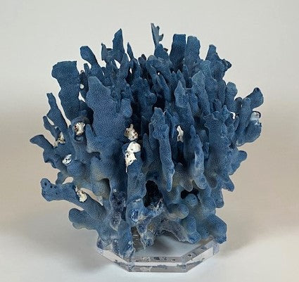 Coral - Blue | 7068