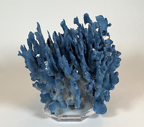 Coral - Blue | 7068
