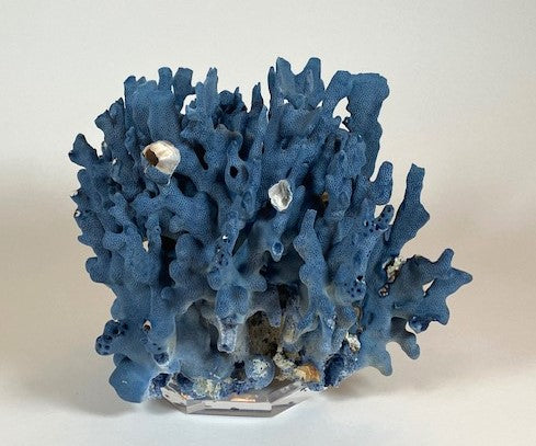 Coral - Blue | 7068