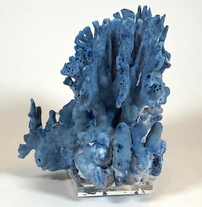 Coral - Blue | 7071