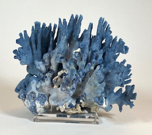 Coral - Blue | 7071