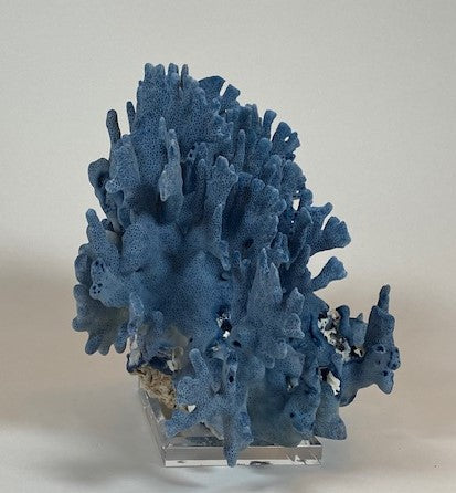 Coral - Blue | 7071