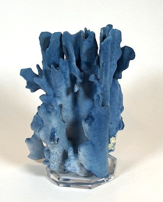 Coral - Blue | 7076
