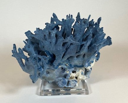 Coral - Blue | 7077