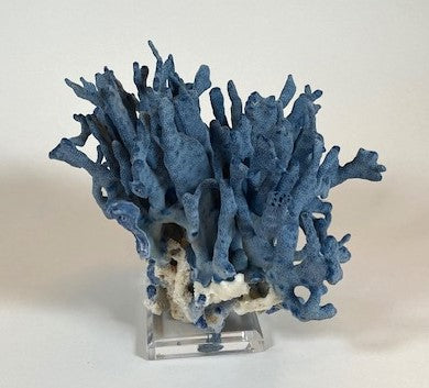 Coral - Blue | 7077