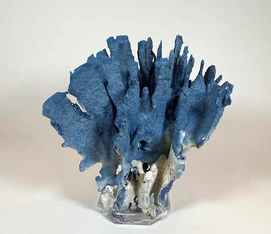 Coral - Blue | 7078