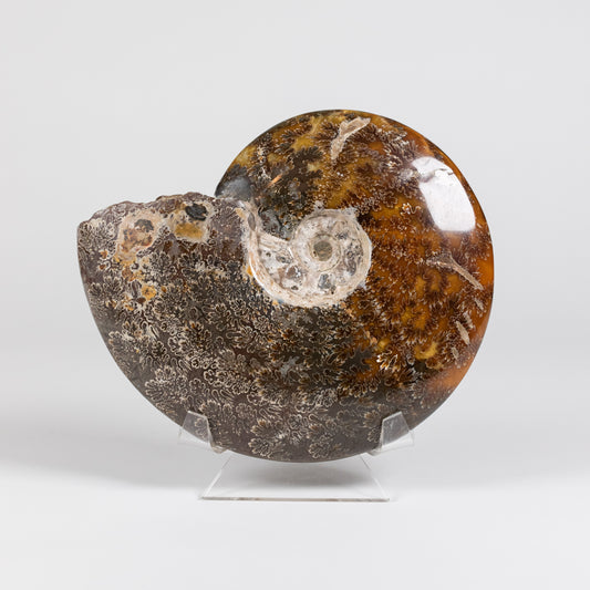 Ammonite Whole | 1278
