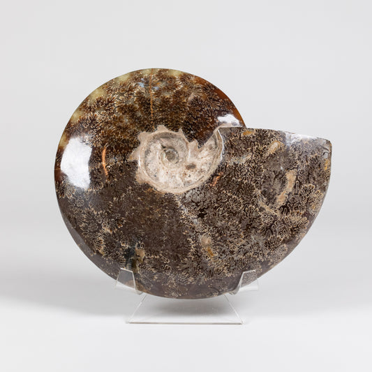 Ammonite Whole | 1279